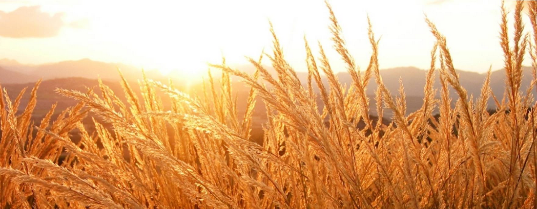 wheat harveset