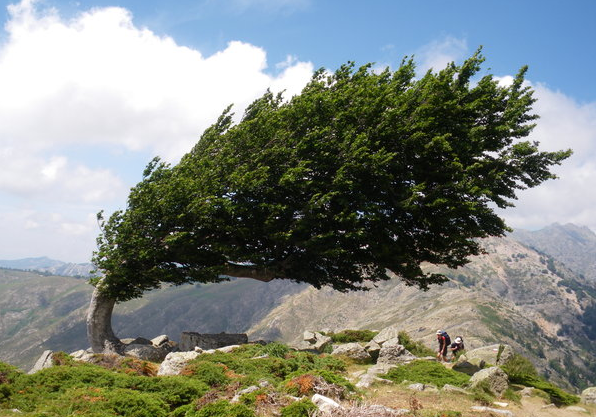 windblown tree